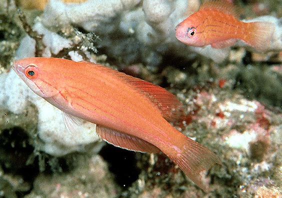  Paracheilinus togeanensis (Togean Flasher Wrasse)